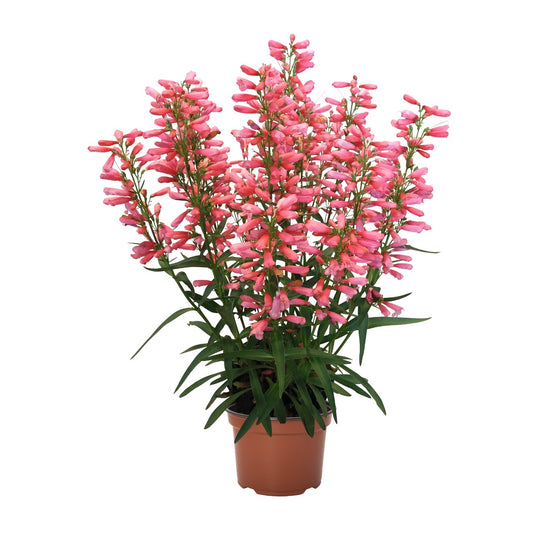 Penstemon-Pristine Lipstick 1C