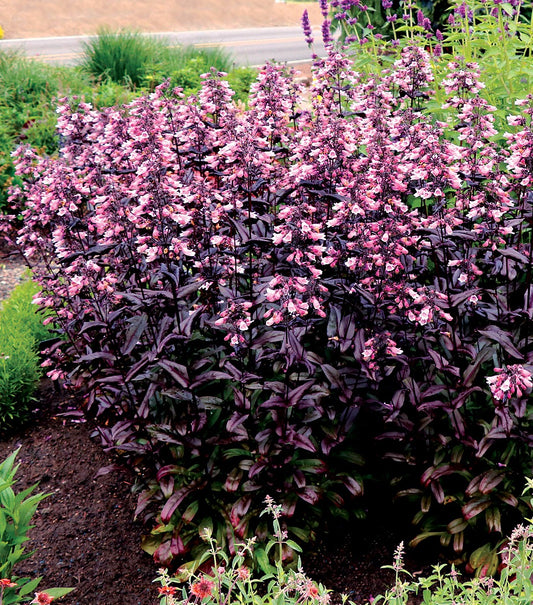 Penstemon-Dakota Burgundy 1C