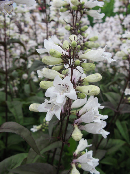 Penstemon-Husker Red 1C
