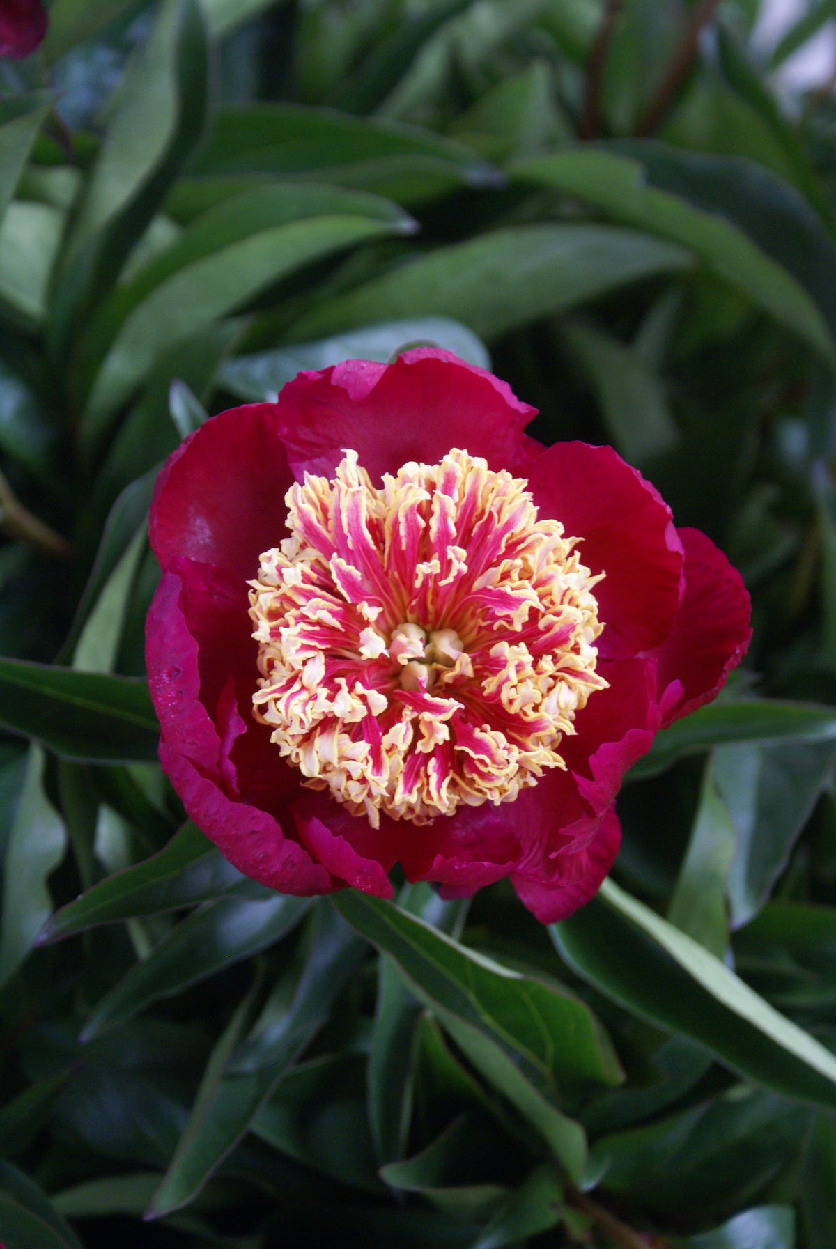Peony-Nippon Beauty 2C