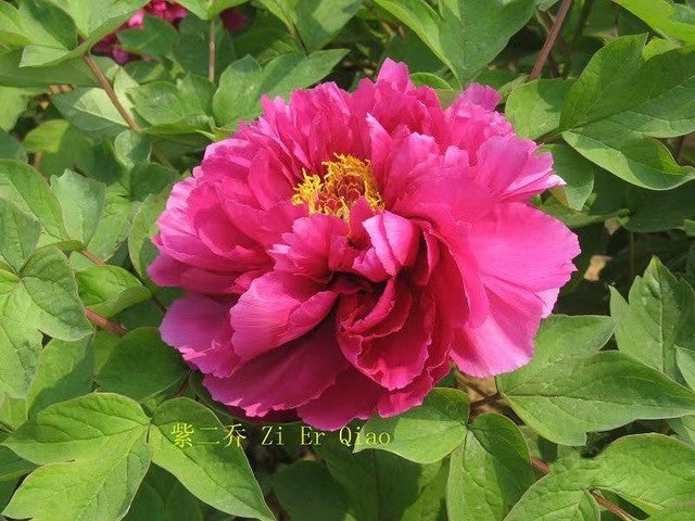 Peony-Sunset 2C