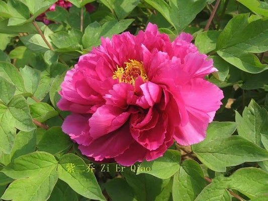 Peony-Sunset 2C