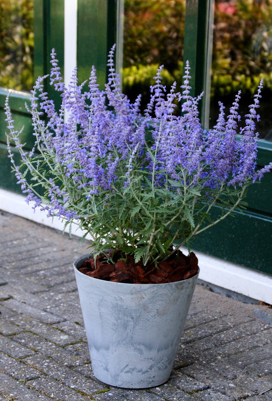 Perovskia-Lacey Blue 1C