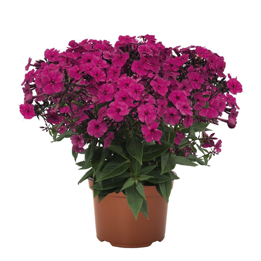 Phlox-Early Magenta 1C