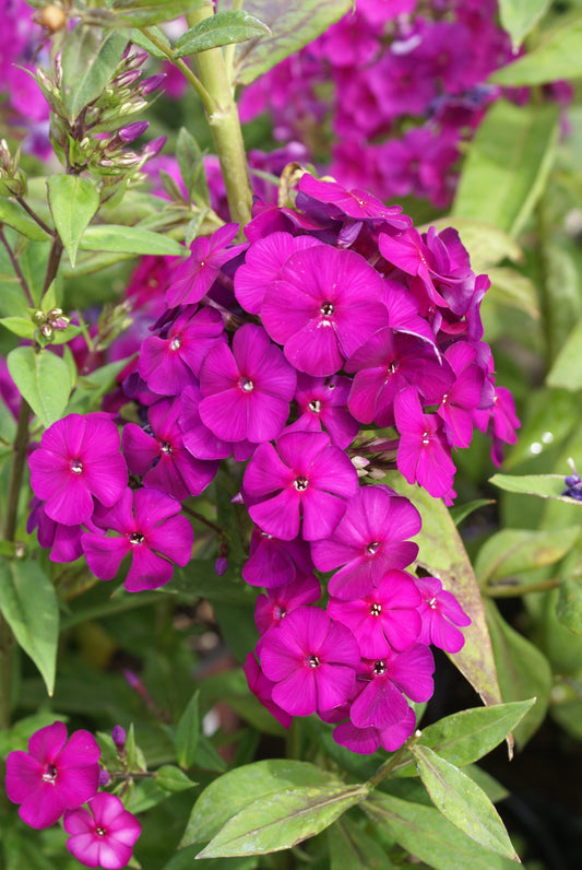 Phlox-Nicky 1C