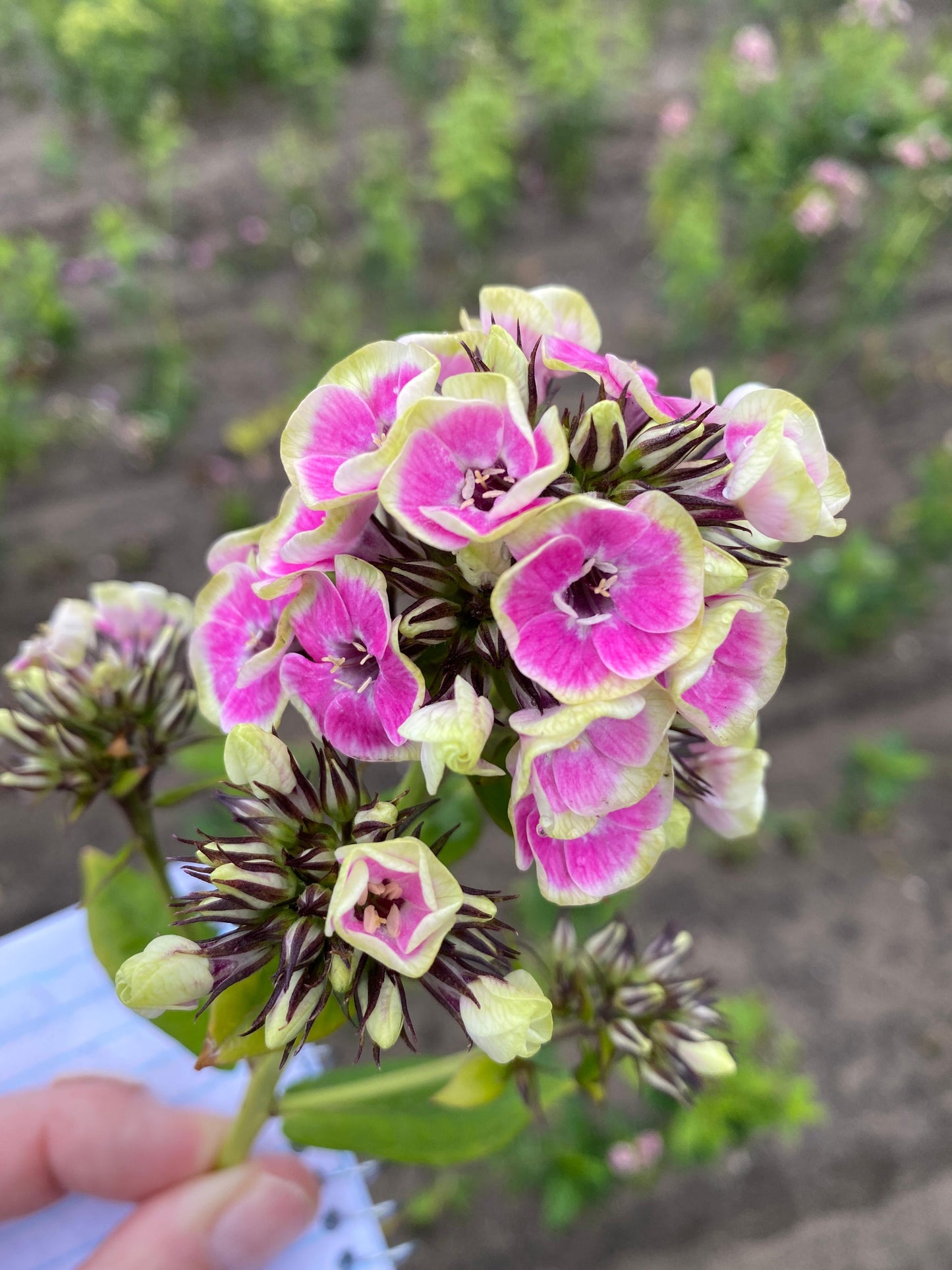 Phlox-Orchid Yellow 1C