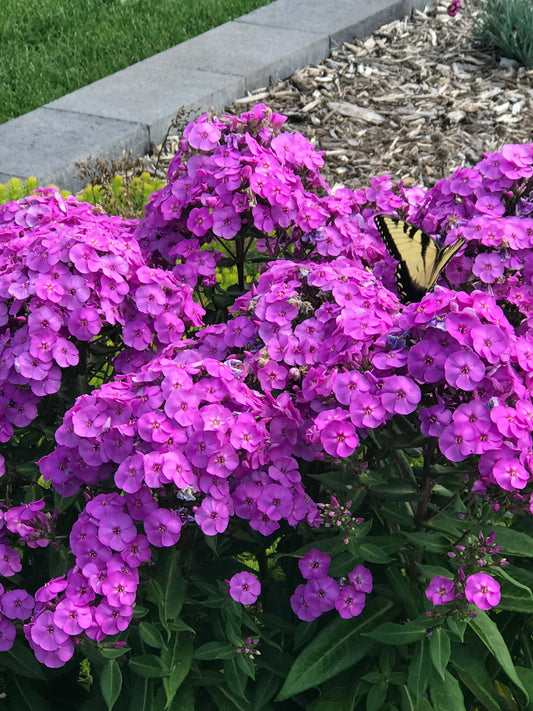 Phlox-Super Ka-Pow Lavender 1C