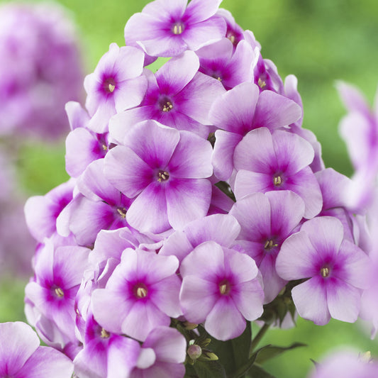 Phlox-Rose Dark Eye 1C