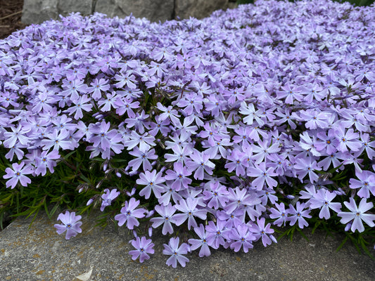Phlox-Emerald Blue 1C