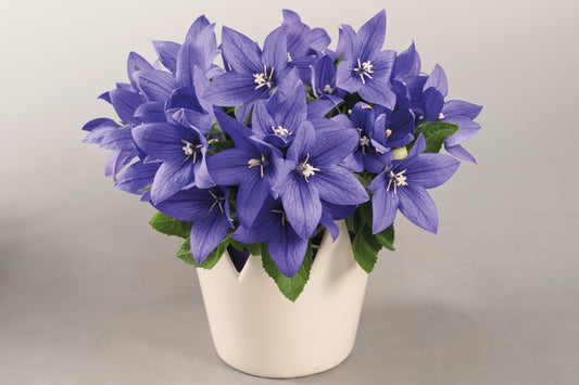 Platycodon-Pop Star Blue 1C