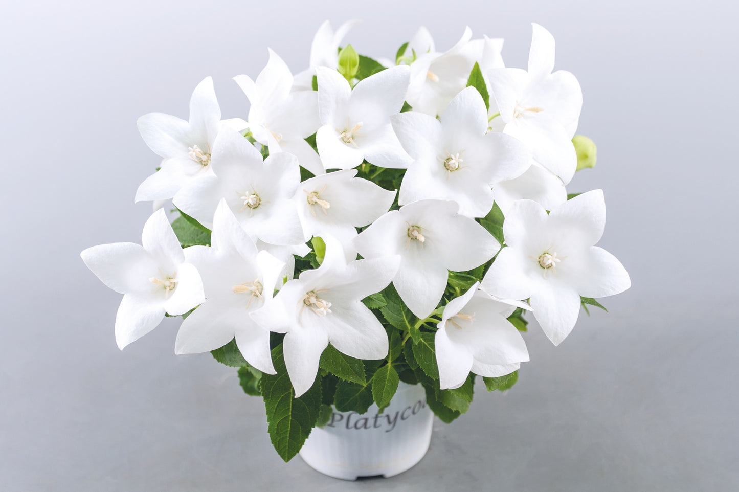 Platycodon-Pop Star White 1C
