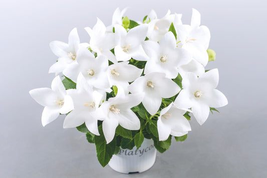 Platycodon-Pop Star White 1C