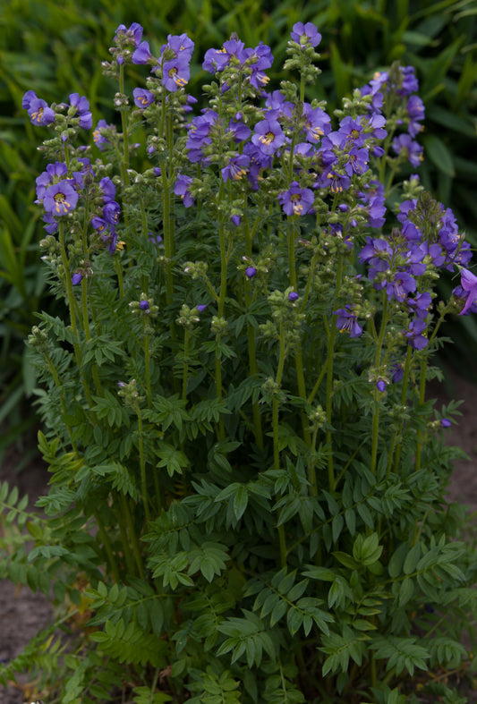 Polemonium-Heavenly Habit 1C