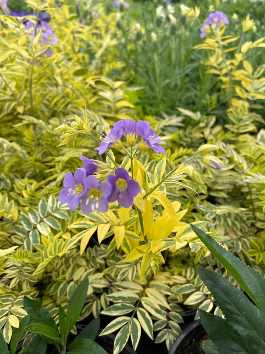 Polemonium-Golden Feathers 1C