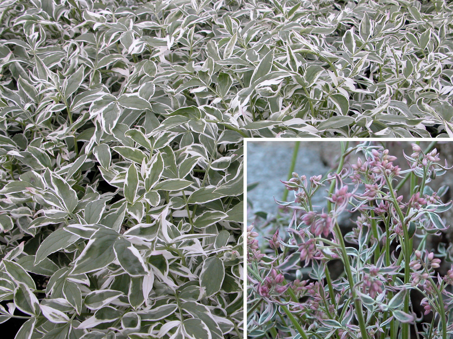 Polemonium-Touch of Class 1C