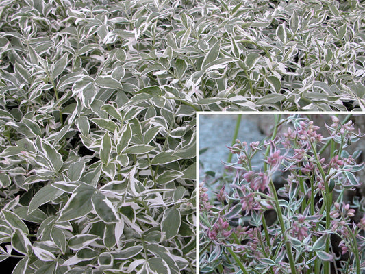 Polemonium-Touch of Class 1C