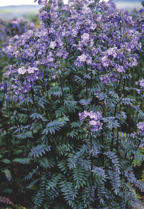 Polemonium-Purple Rain Strain 1C