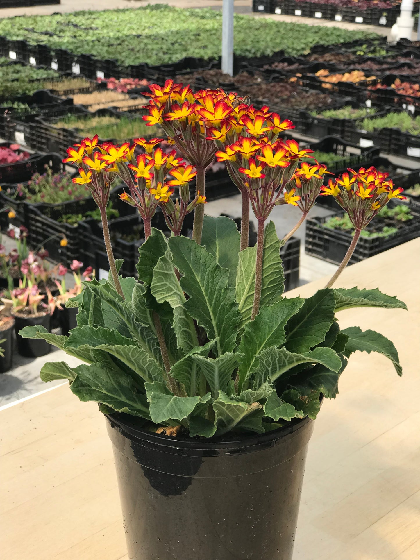 Primula-Oakleaf Yellow Picotee Qt
