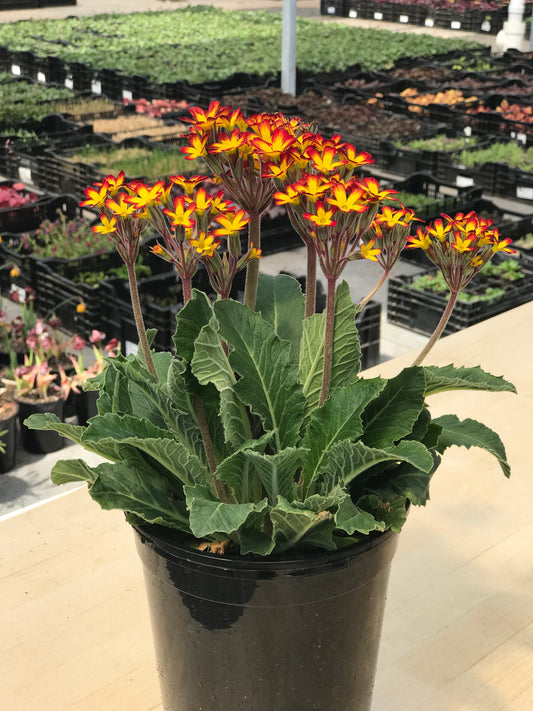 Primula-Oakleaf Yellow Picotee Qt