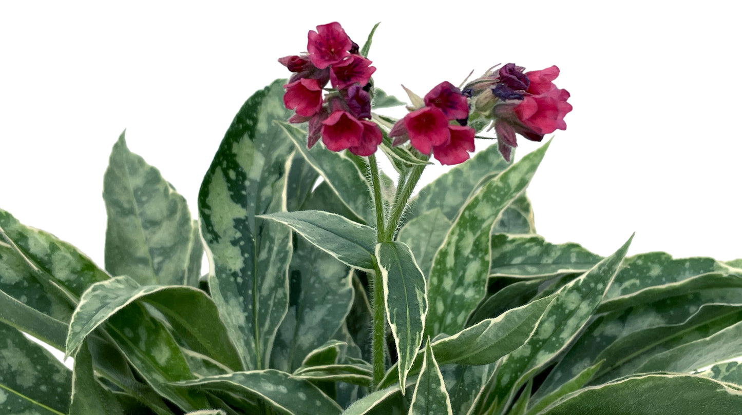 Pulmonaria-Raspberry Frost 1C