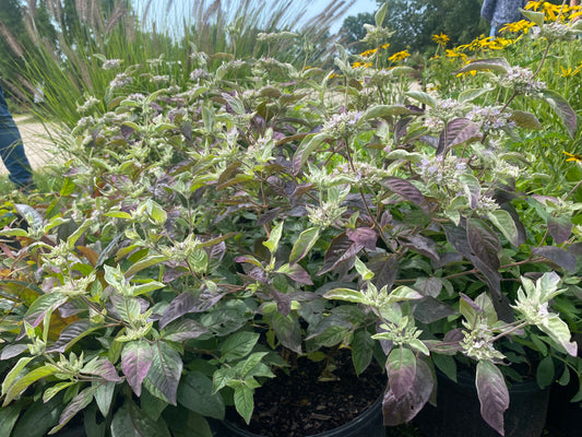 Pycnanthemum-Smokey Mountain Mint 1C