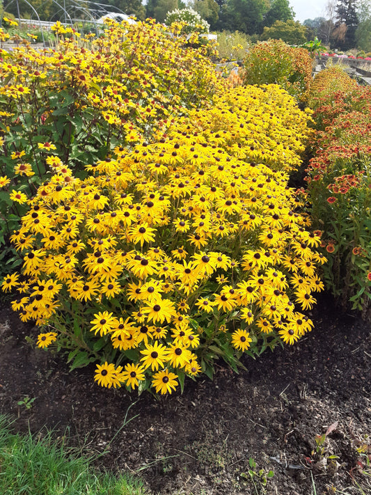 Rudbeckia-Goldblitz 1C