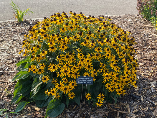 Rudbeckia-Little Goldstar 1C