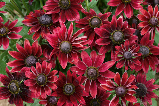 Rudbeckia-Cherry Brandy 1C