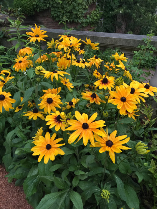 Rudbeckia-Indian Summer 1C