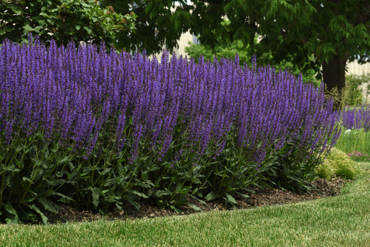 Salvia-Blue By You 1C