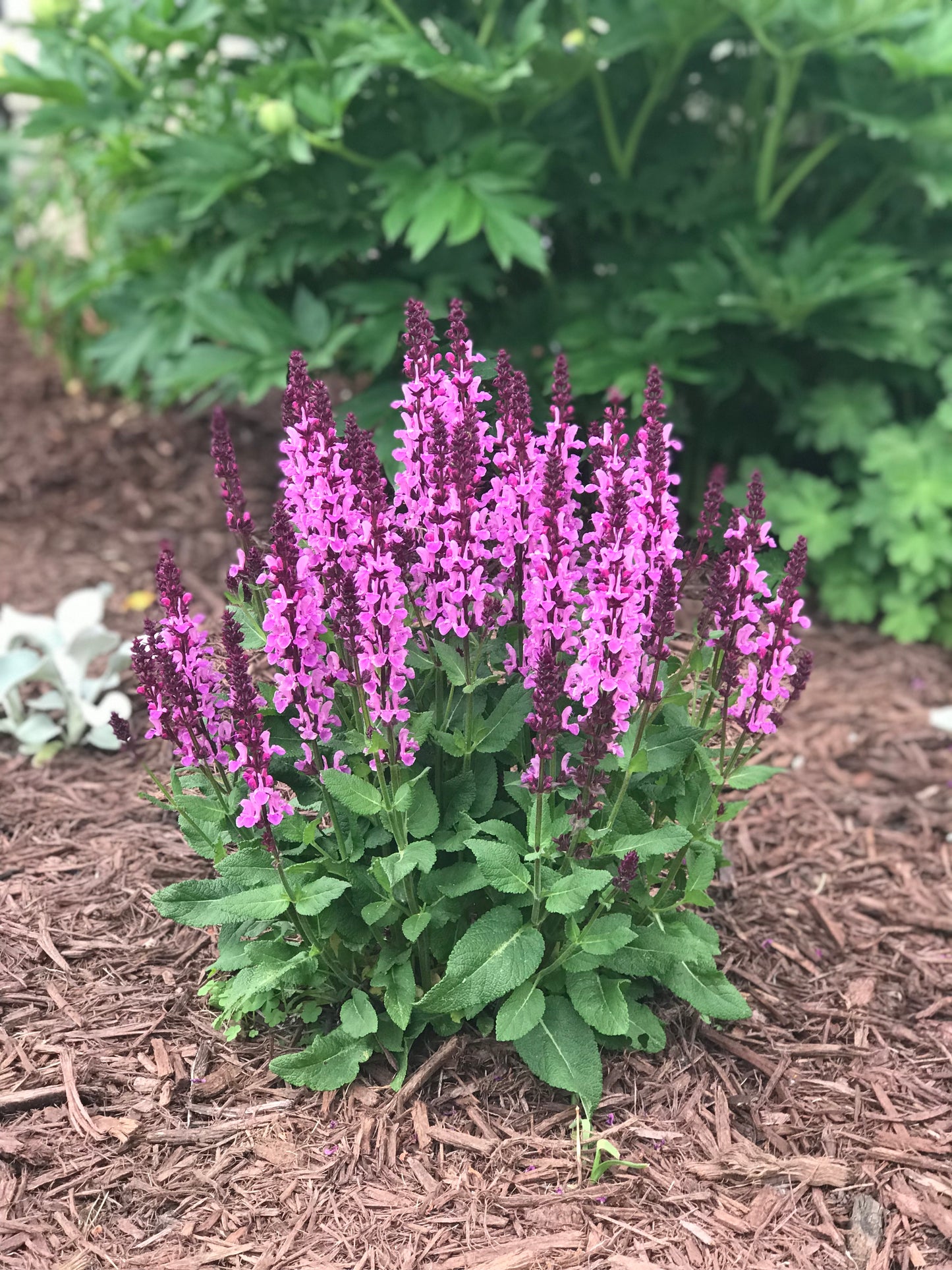 Salvia-Rose Marvel 1C