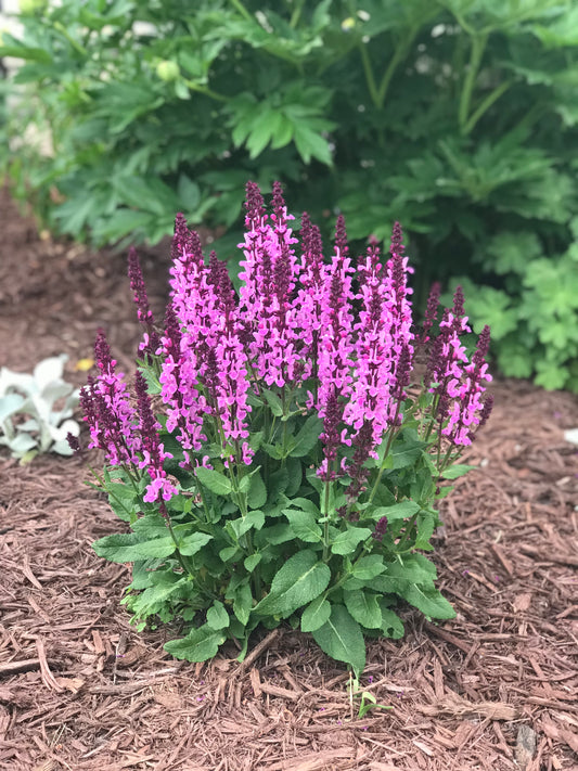 Salvia-Rose Marvel 1C