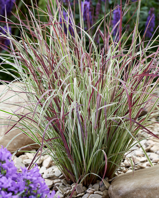 Grass-Chameleon 1C