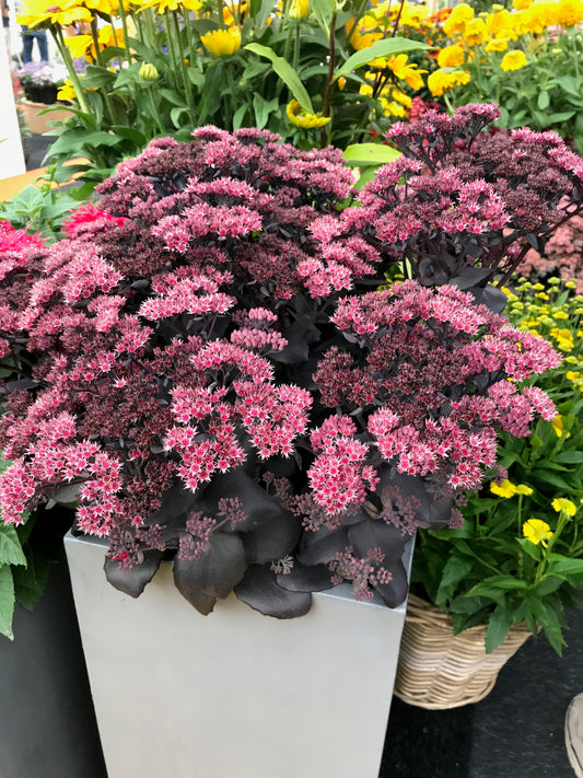 Sedum-Mojave Jewels Diamond 1C
