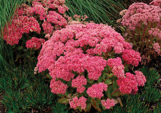 Sedum-Mr. Goodbud 1C