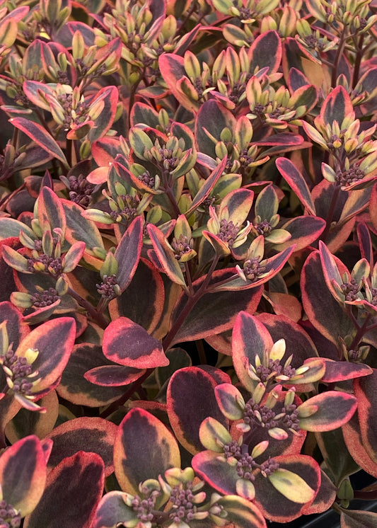 Sedum-Dazzling Dynamite 1C