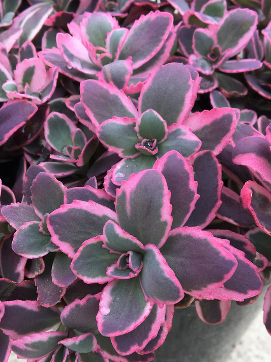 Sedum-SunSparkler Dream Dazzler 1C