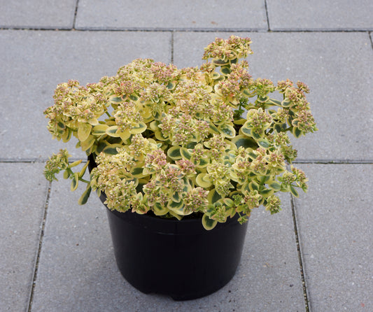 Sedum-Lime Twister 1C