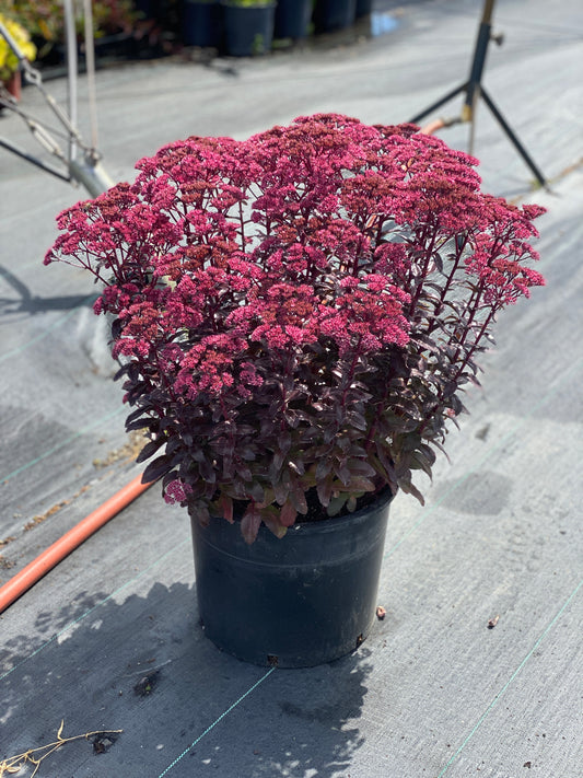 Sedum-Cherry Fizz 1C