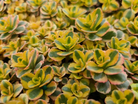 Sedum-What A Doozie 1C