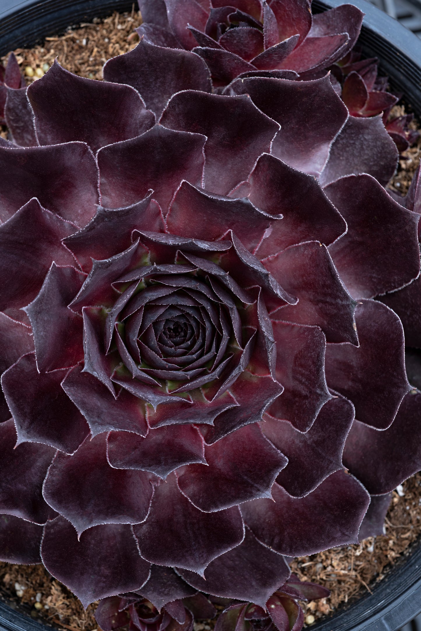 Sempervivum-Onyx 1C