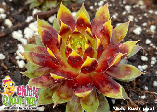 Sempervivum-Gold Rush 1C