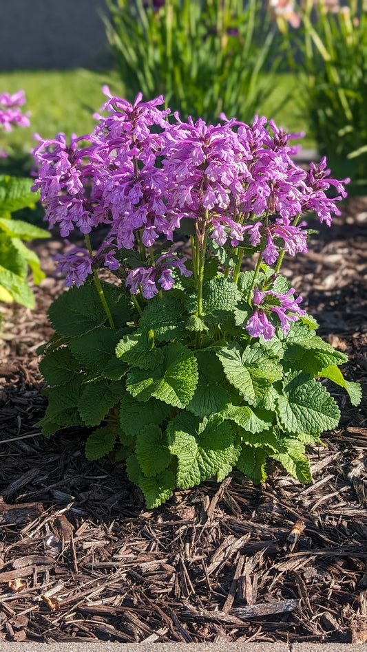 Stachys-Punky Purple 1C