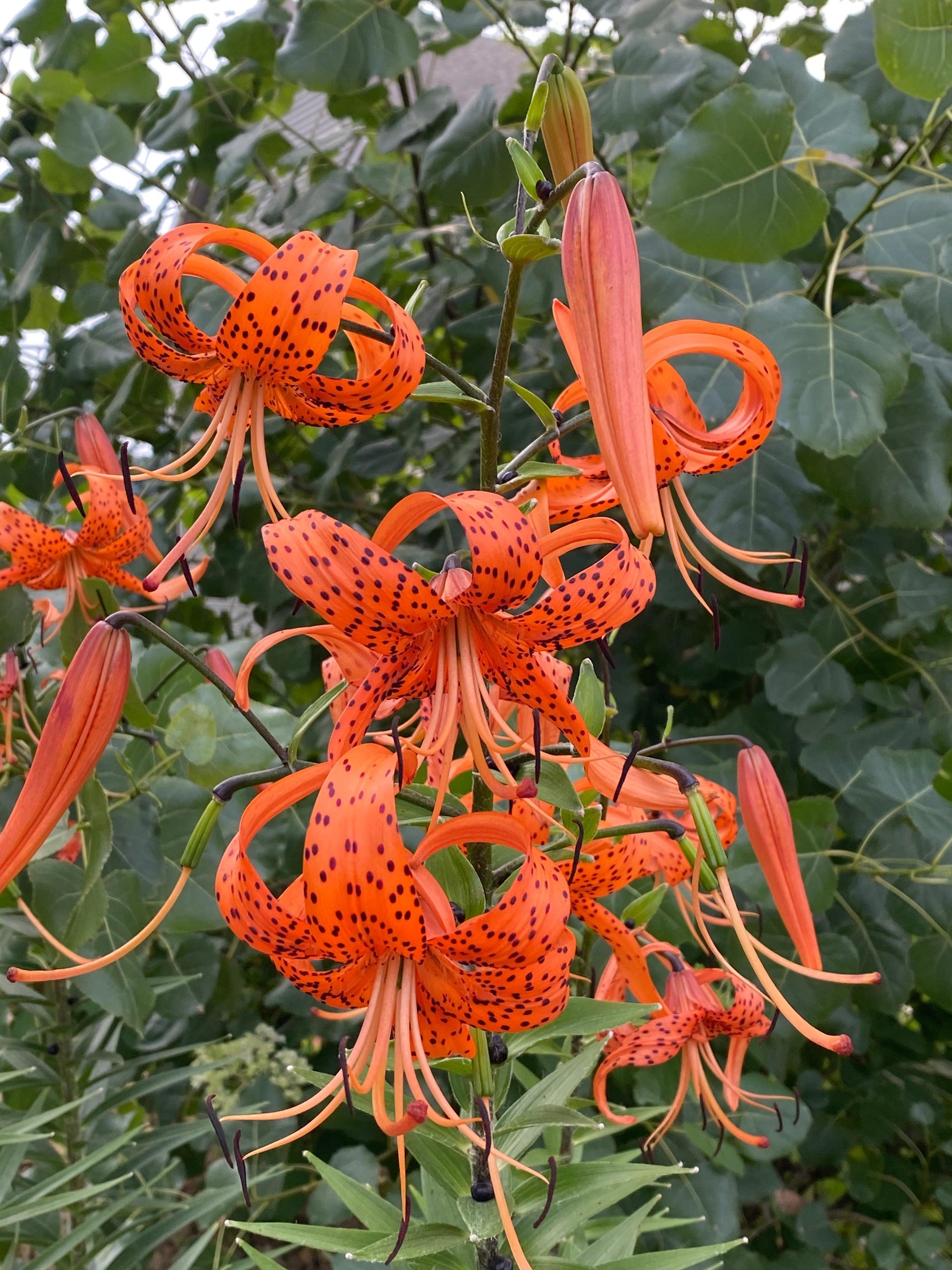 red tiger lily Lilium-Tiger Splendens 1C – Country Arbors Nursery