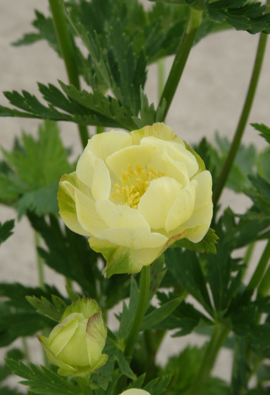 Trollius-New Moon 1C