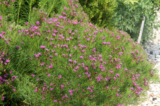 Vernonia-Iron Butterfly 1C