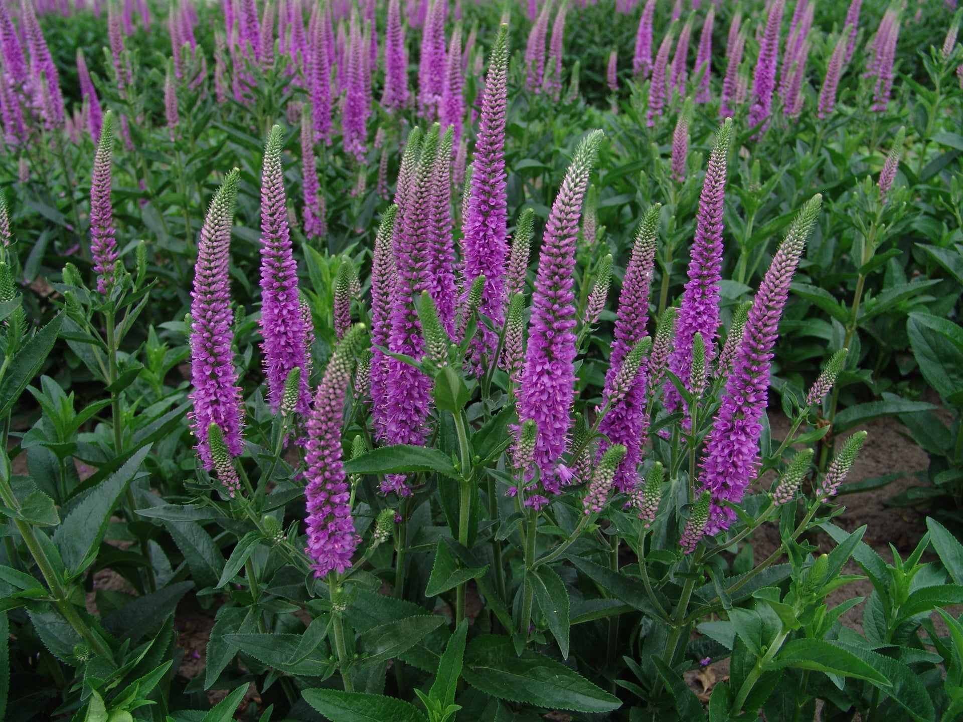 Veronica-Purpleicious 1C – Country Arbors Nursery