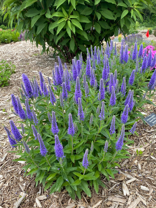 Veronica-Skyward Blue 1C
