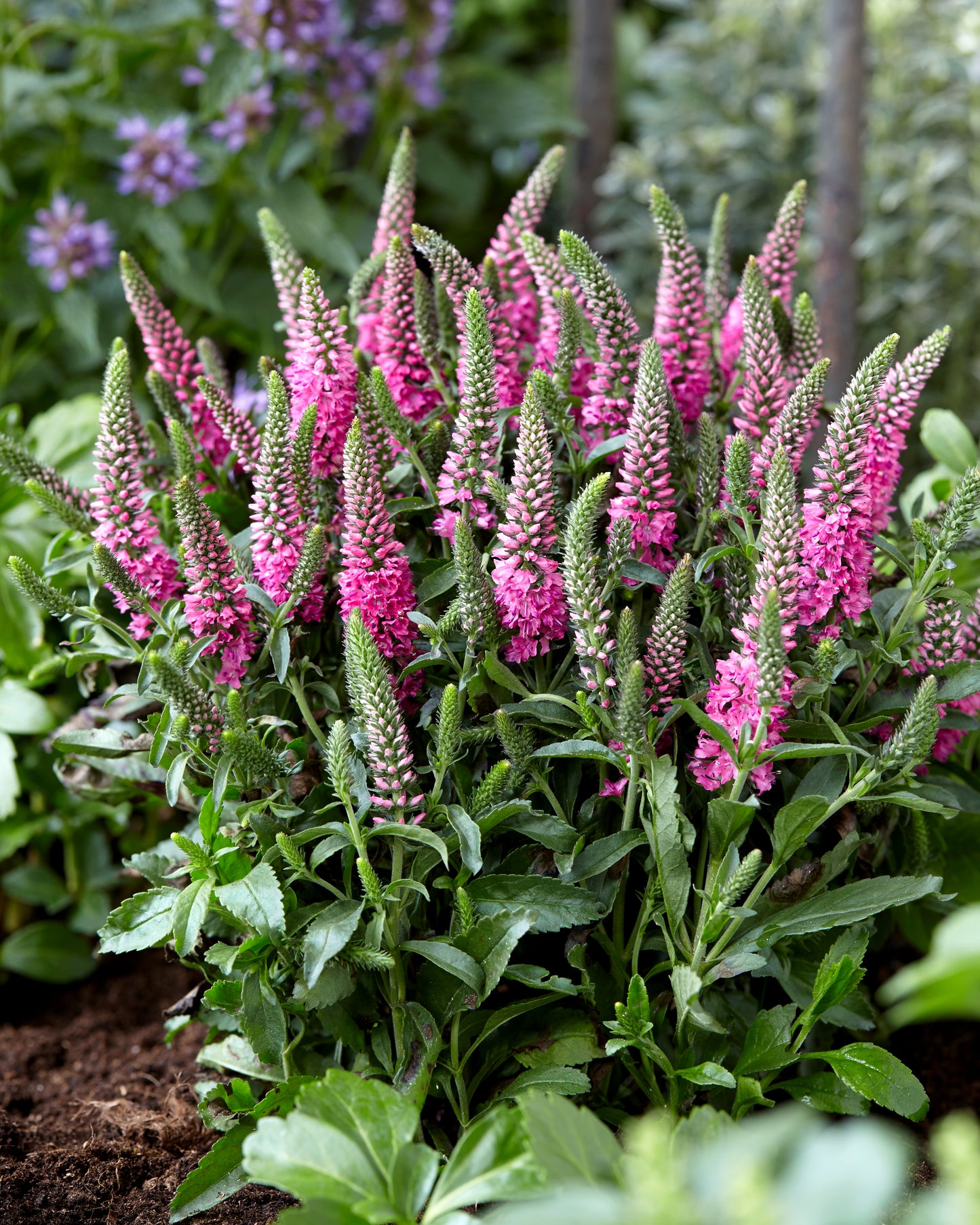 Veronica-Pink Candles 1C