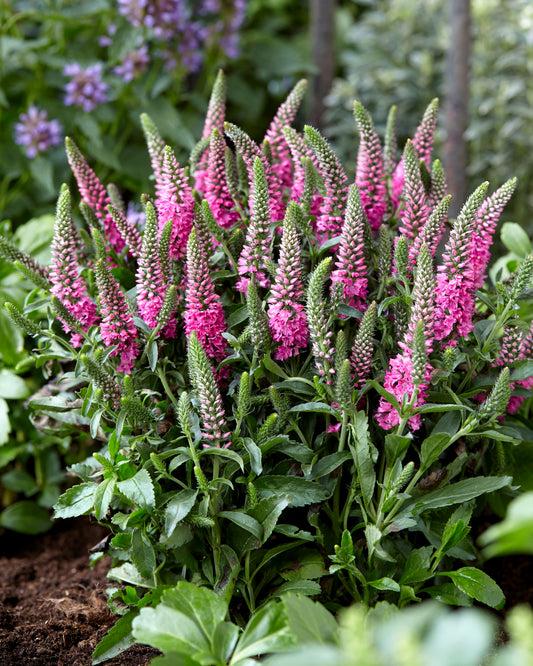 Veronica-Pink Candles 1C